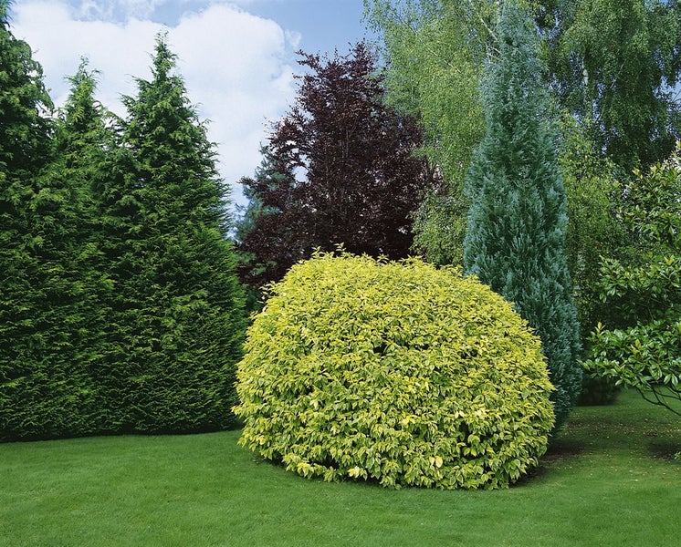Cornus alba 'Gouchaultii', Hartriegel, buntes Laub, 40–60 cm