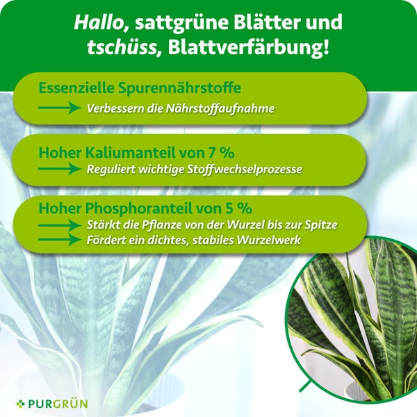Infografik zum Purgrün Pflanzendünger für sattgrüne Blätter mit Informationen zu Spurennährstoffen, Kalium und Phosphor für Zimmerpflanzen.