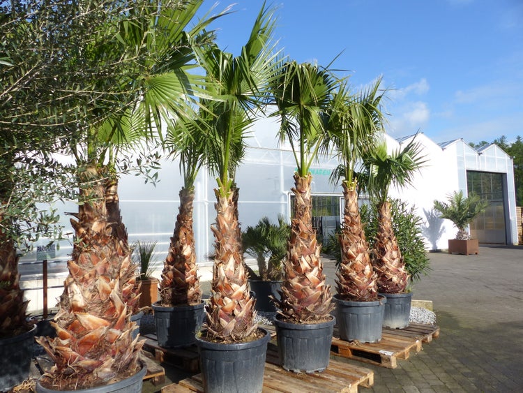 Eine Reihe von Hanfpalmen (Trachycarpus fortunei) in schwarzen Pflanztöpfen auf Holzpaletten vor einem Gewächshaus.