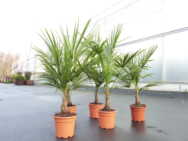 Hanfpalmen Trachycarpus fortunei in verschiedenen Größen in Pflanztöpfen.