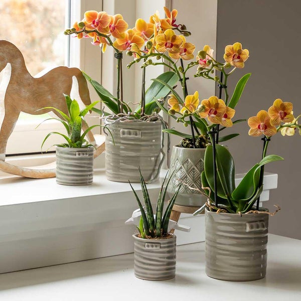 Kolibri Orchids orange Phalaenopsis Orchidee -35cm hoch Topfgröße 9cm blühende Zimmerpflanze frisch vom Züchter
