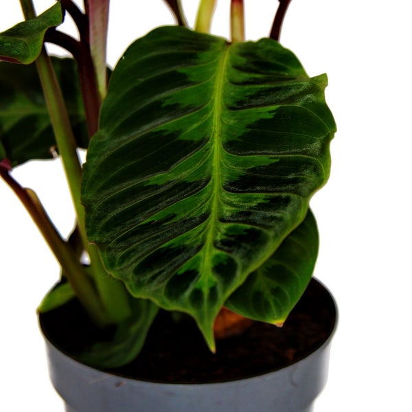 Schattenpflanze mit samtigen Blättern und toller Zeichnung Calathea warscewiczii Samtmarante Korbmarante 14cm Topf ca. 40-50cm hoch