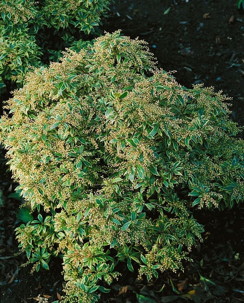 Pieris japonica 'Variegata', Japanische Lavendelheide, bunt, 40–50 cm