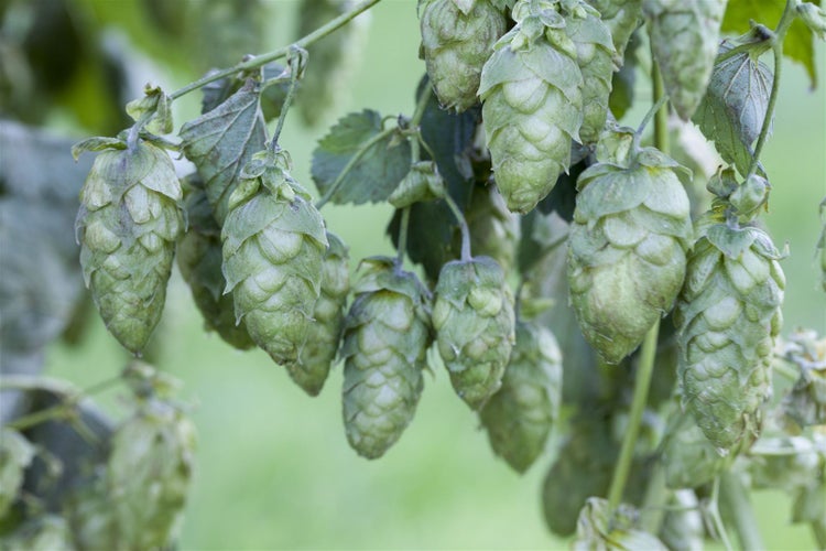 Humulus lupulus, Hopfen, 40–60 cm