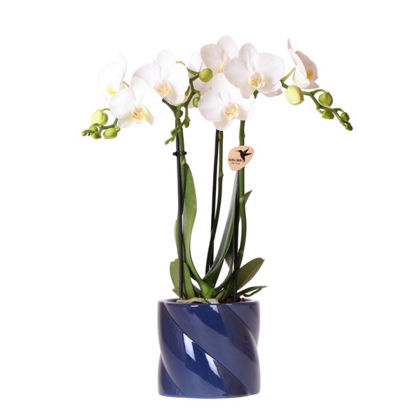 Orchidee in blauem Topf