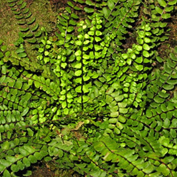 Detailaufnahme eines zarten Frauenhaarfarns