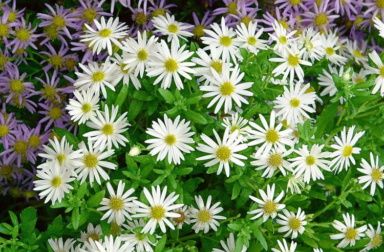 Aster ageratoides 'Ashvi', Herbstaster, weiß, ca. 9x9 cm Topf