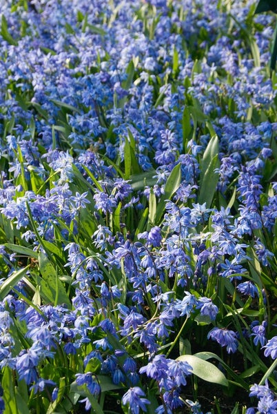Scilla siberica, Blaustern, intensiv blau, ca. 9x9 cm Topf