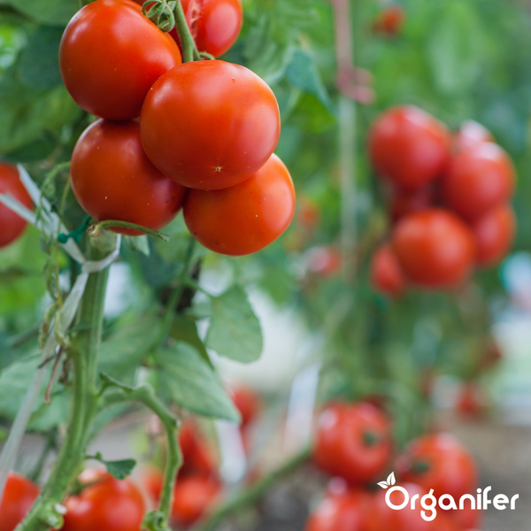 Tomatenpflanze mit reifen roten Tomaten