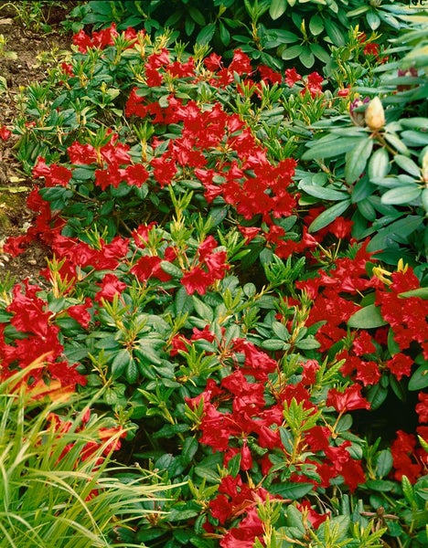 Rhododendron repens 'Baden Baden', rot, 25–30 cm