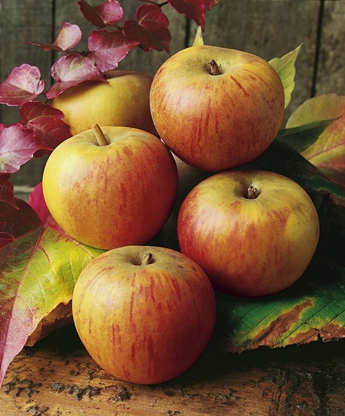 Stilleben mit vier Äpfeln und Herbstlaub