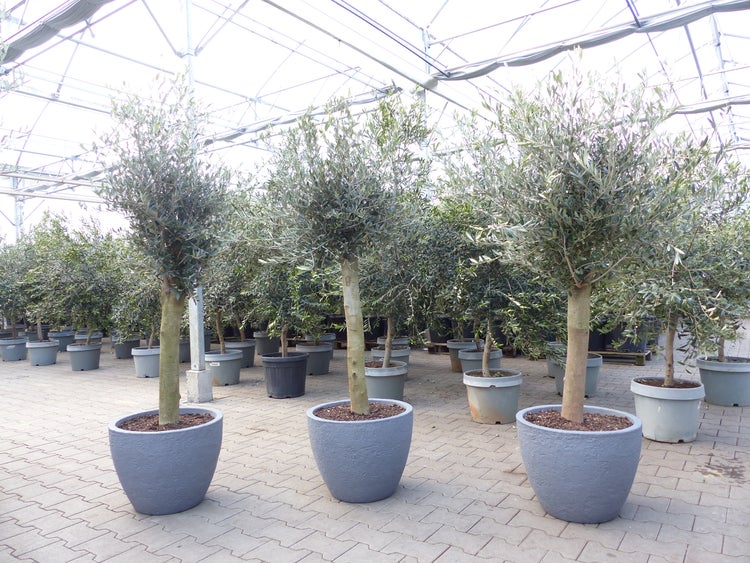 Olivenbäume in grauen runden Pflanzkübeln in einem hellen, organisierten Gewächshaus eines Gartencenters.