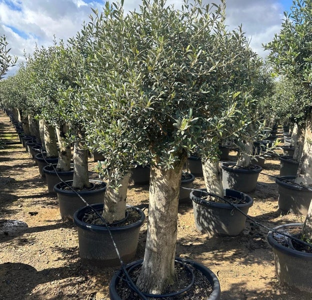 Olivenbaum XXL ca. 60 Jahre Alt Winterhart