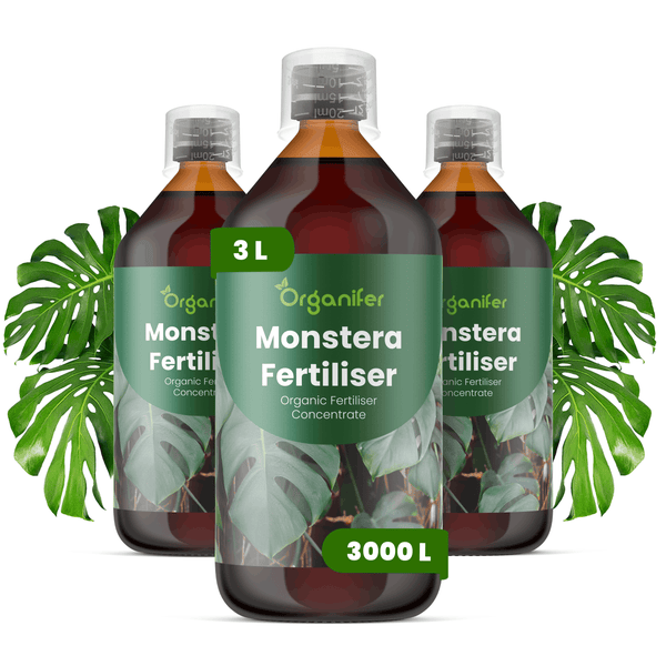Drei Flaschen Organifer Monstera Dünger Konzentrat, organischer Flüssigdünger für Zimmerpflanzen, drei Liter ergeben dreitausend Liter Gießwasser.