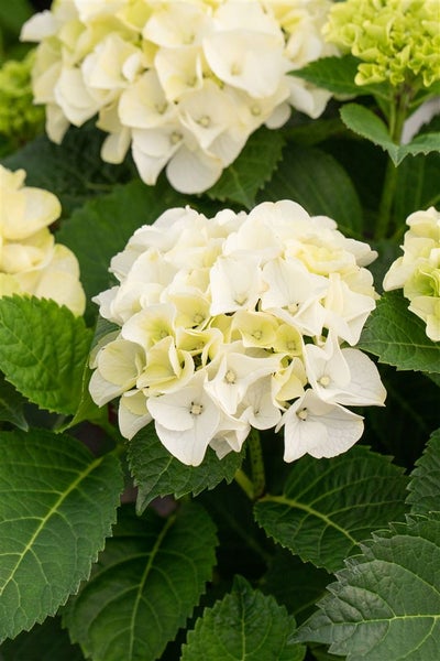 Hydrangea macrophylla 'Hochzeits-Hortensie', weiß, 30–40 cm