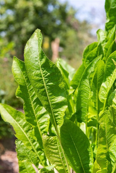 Nahaufnahme von Meerrettichblättern im Garten.