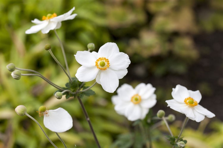 Anemone japonica 'Honorine Jobert', Herbst-Anemone, weiß, ca. 9x9 cm Topf