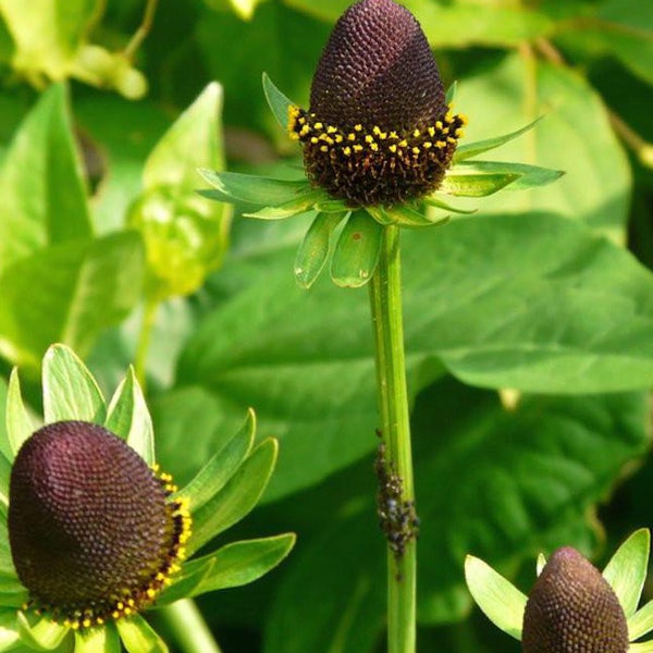 Nahaufnahme von Rudbeckia Blütenständen im Garten.