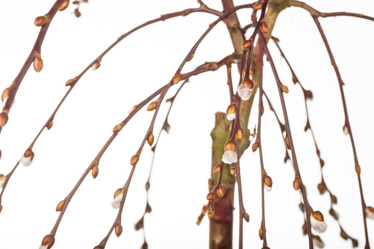 Salix caprea 'Pendula', Kätzchenweide, hängend, 150 cm Stammhöhe