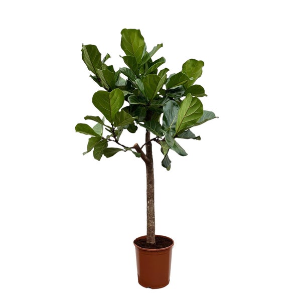 Geigenfeige-Baum – 150 cm - ø30