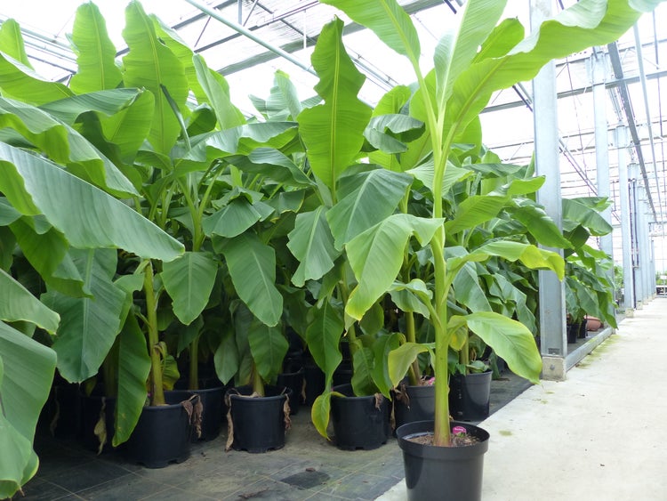 Bananenstaude Banane Musa Basjoo 150 - 180 cm winterhart Staude japanische Faserbanane