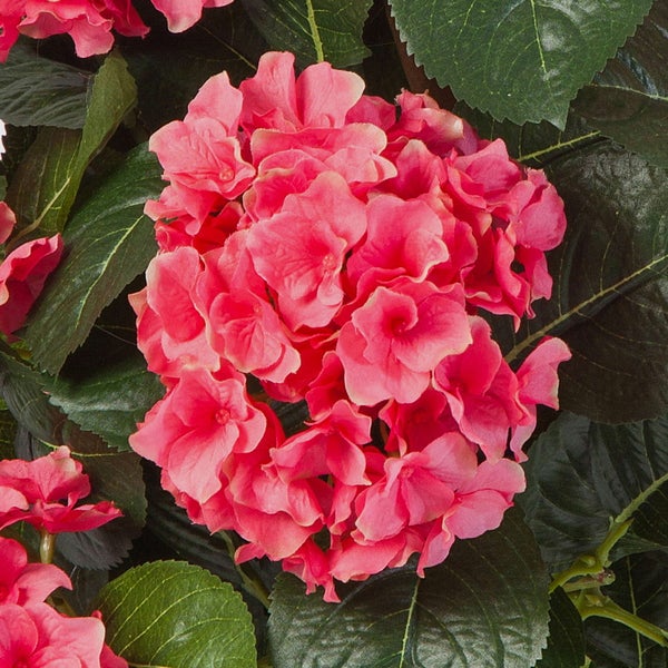 Rosa Hortensienblüte mit grünen Blättern