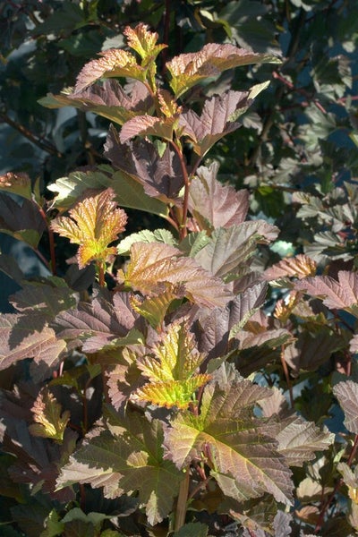Physocarpus opulifolius 'Diable d'Or', Fasanenspiere, 60–80 cm, rotlaubig