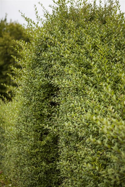Ligustrum vulgare, Gewöhnlicher Liguster, 20–30 cm