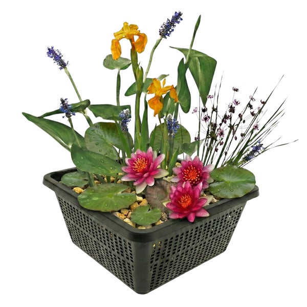 Teichpflanzen-Set in einem schwarzen Pflanzkorb mit Seerosen, Iris und weiteren Wasserpflanzen.