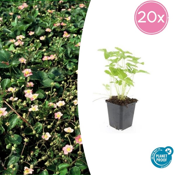 Übersicht der Pflanze im Frühling, Sommer, Herbst und Winter