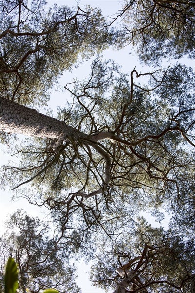 Pinus sylvestris, Waldkiefer, 80–100 cm