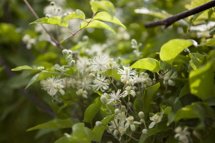 Clematis vitalba, Waldrebe, weiß, 80–100 cm