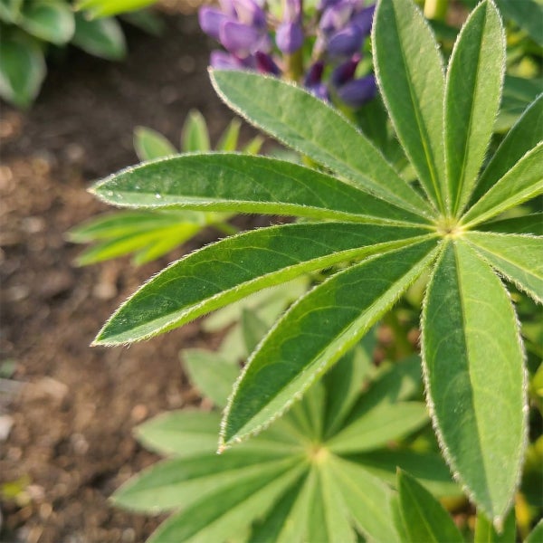 Nahaufnahme eines grünen Lupinenblattes mit fein behaarten Rändern im Garten.