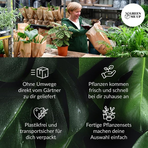 4er Zimmerpflanzen Set mit Übertöpfen – Bergpalme, Monstera, Philodendron Birkin, Glücksfeder – pflegeleicht, luftreinigend – Höhe 20–70 cm, Töpfe 10,5–17 cm