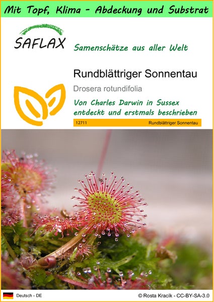SAFLAX Garden to go - Rundblättriger Sonnentau - Drosera rotundifolia - 50 Samen - Mit Topf, Klima - Deckel und Anzuchtsubstrat