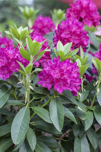 Rhododendron Hybr. 'Renata', Rhododendron, rot, 30–40 cm