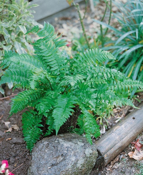 Dryopteris atrata, Farn, ca. 9x9 cm Topf