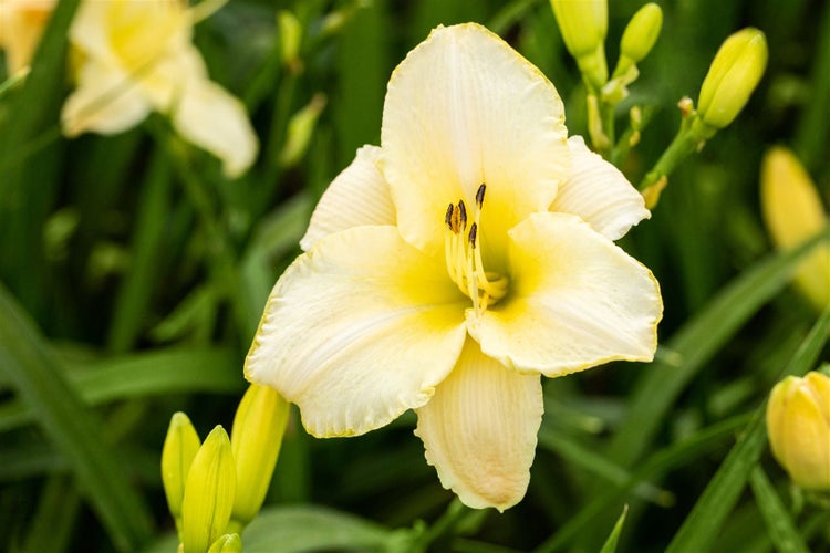 Hemerocallis x cult.'Arctic Snow', Taglilie, weiß, ca. 11x11 cm Topf