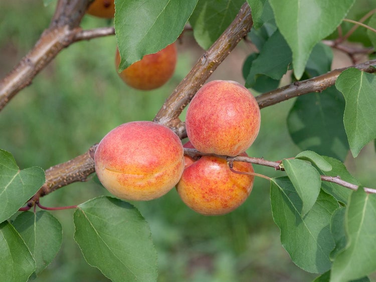 Prunus armeniaca 'Ungarische Beste', Aprikose, 150–200 cm