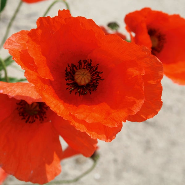 Nahaufnahme von roten Mohnblüten mit Fokus auf die Blütenblätter und das Blütenzentrum.