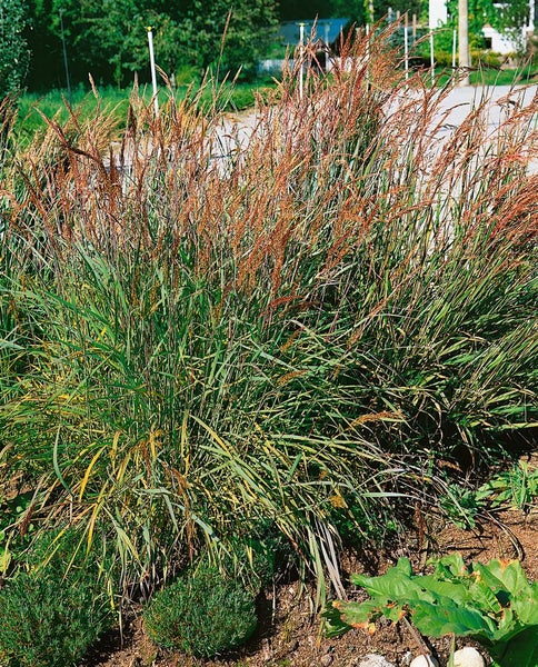 Sorghastrum nutans, Indianergras, ca. 9x9 cm Topf, zierlich