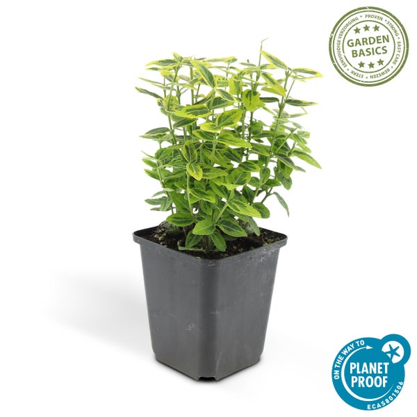 Bodendecker - Kriechspindel - Euonymus fortunei 'Emerald Gold' - 9cm Topf - Set mit 6 Pflanzen