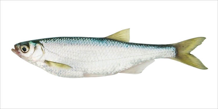 ESTAhome Wandtattoo Fisch Gelb und Blau - 97 x 48.5 cm - 159038