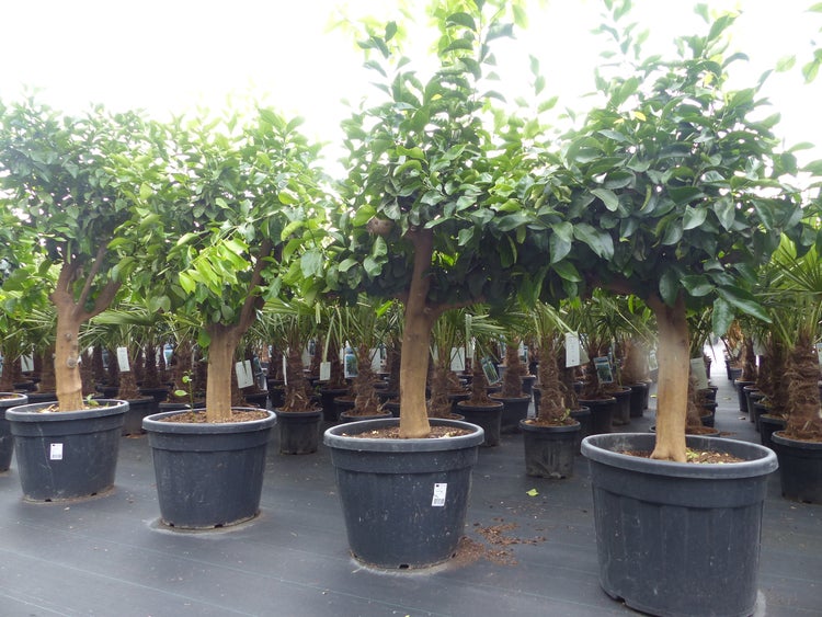 Zitrus Zitronenbaum Zitrone Citrus Limon Limone 170 - 210 cm Zitruspflanze