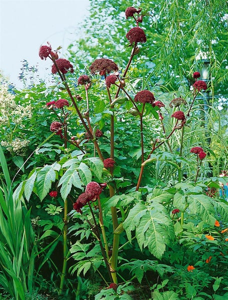 Angelica archangelica, Engelwurz, ca. 11x11 cm Topf, aromatisch