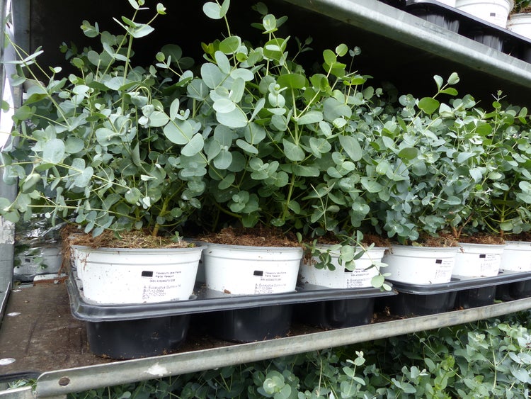 Mehrere Eucalyptus Gunnii Pflanzen mit silbrig-grünen Blättern in weißen Kunststofftöpfen auf einem Metallregal.