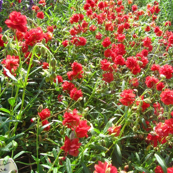 Feld mit Portulakröschen Pflanzen