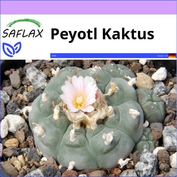 SAFLAX  - Peyotl Kaktus  - Lophophora williamsii - 20 Samen