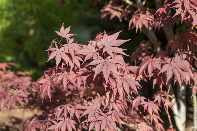 Acer palmatum 'Bloodgood', Japanischer Ahorn, tiefrot, 60–80 cm