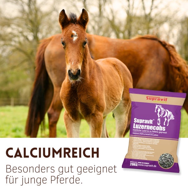 Pferdefutter Luzernecobs der Marke Supravit für junge Pferde